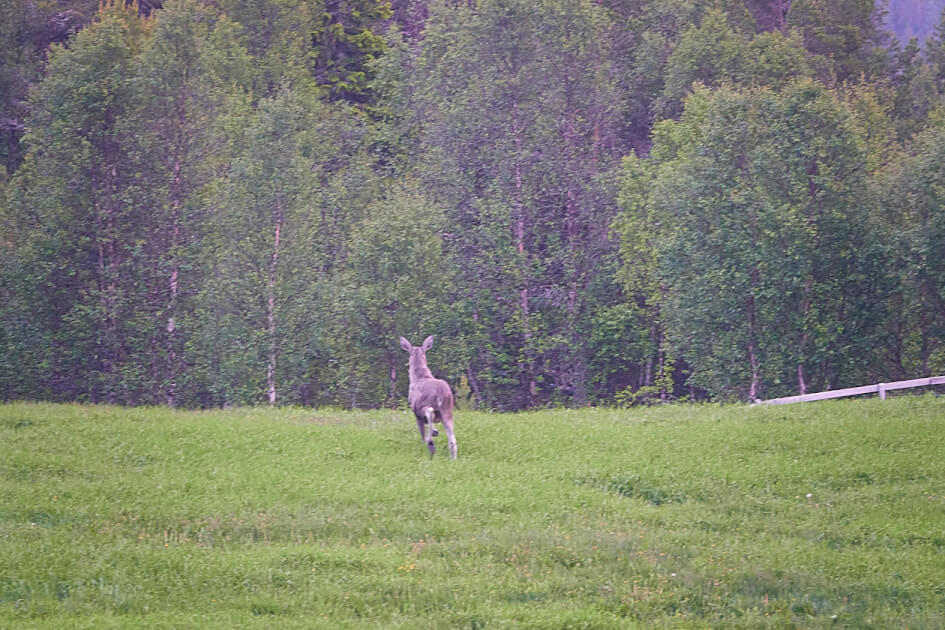 Elch im Jotunheimen Nationalpark