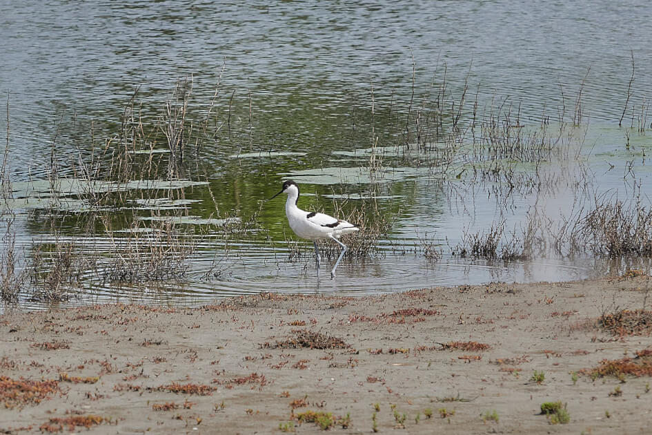 Säbelschnäbler am Zicksee