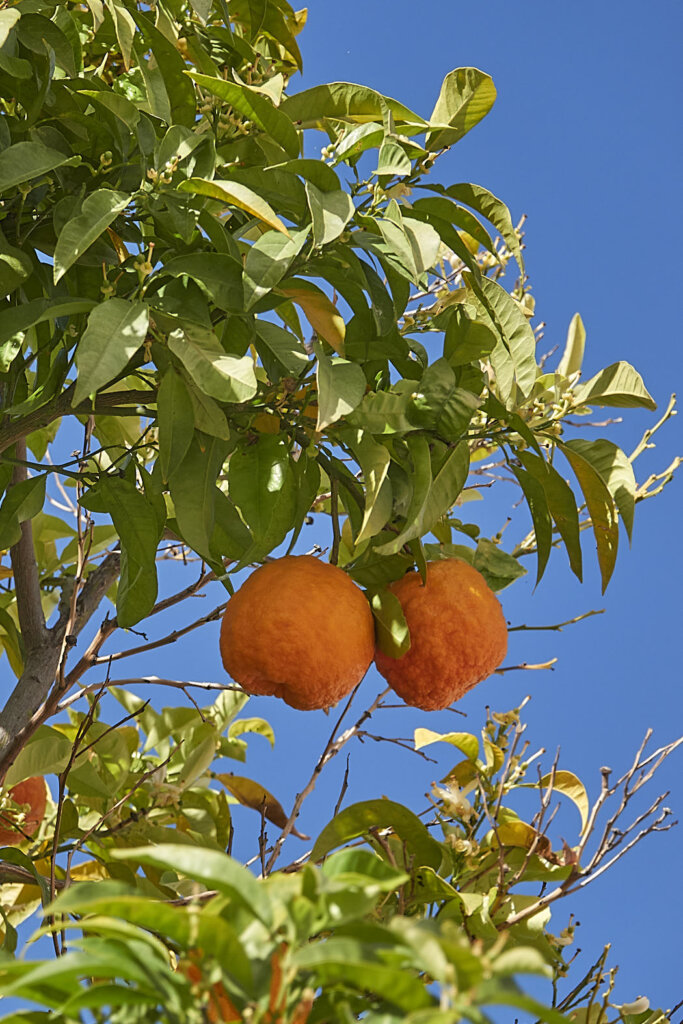Orangenbaum in Lania auf Zypern