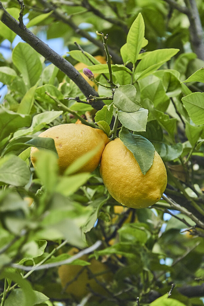 Zitronenbaum in Lania auf Zypern