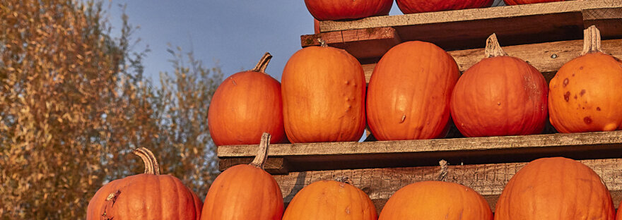 Ausschnitt der Kürbis Pyramide im Abendlicht