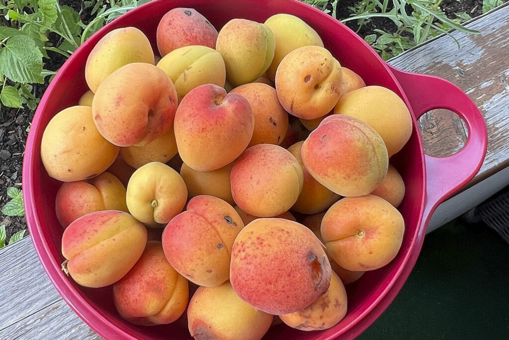 Reife Marillen aus der Wachau