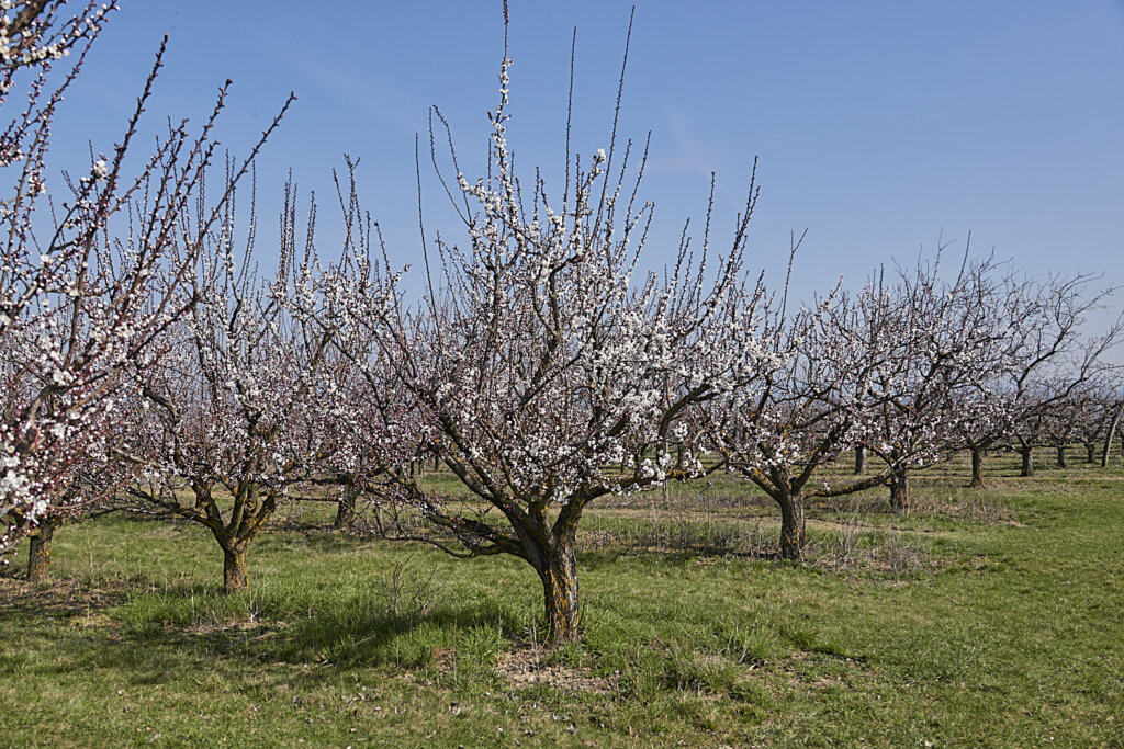 Blühende Marillenbäume entlang des Marillen Erlebnsiweges 