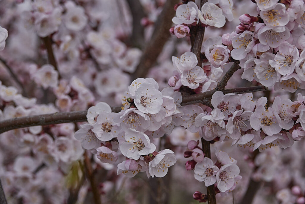 Marillenblüte am Marillenbaum in der Wachau 