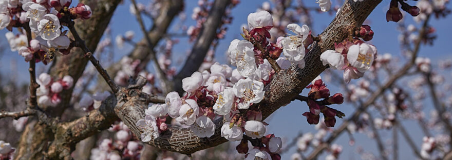 Marillenblüte Wachau