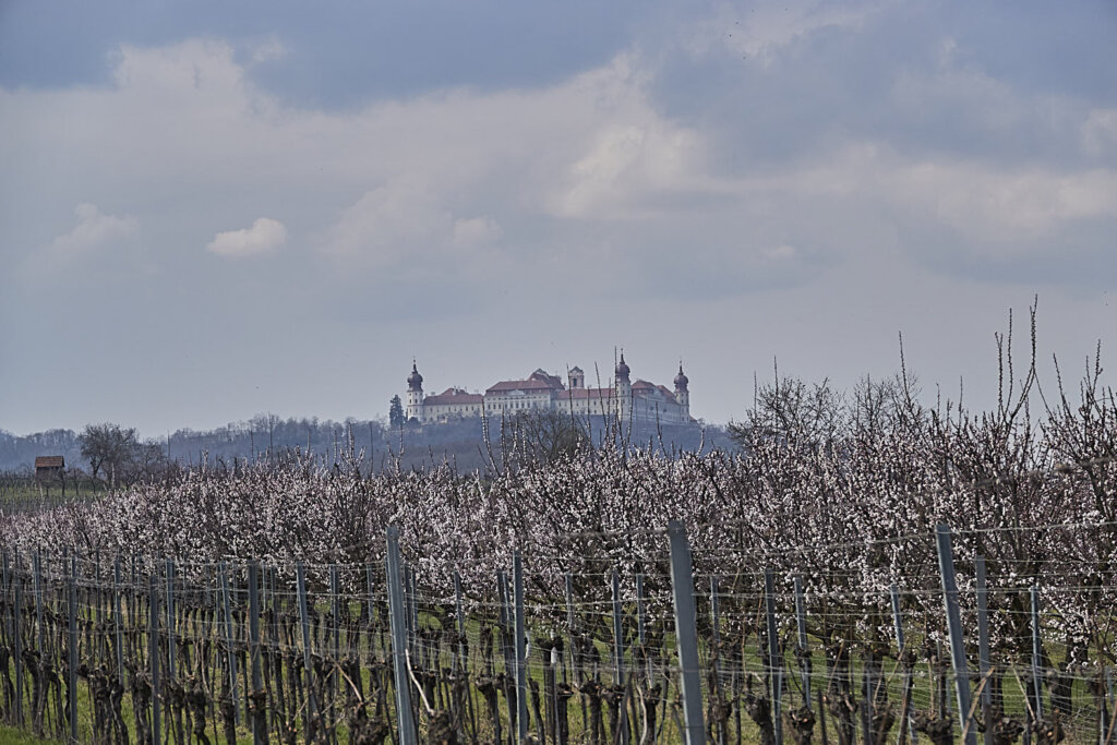 Stift Göttweig und blühende Marillenbäume