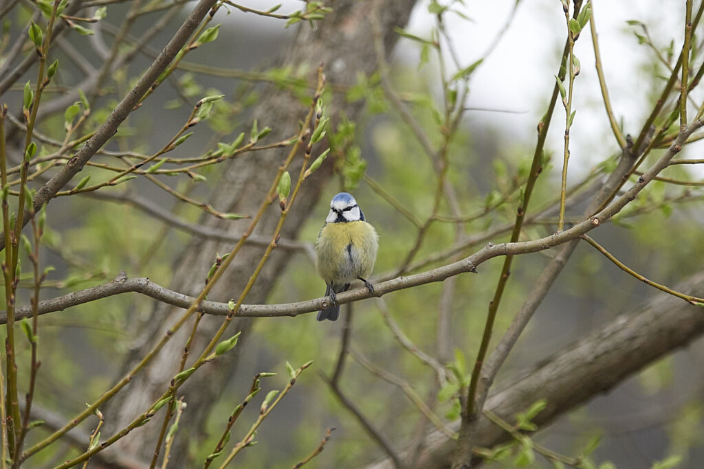 Blaumeise auf der Marillenmeile