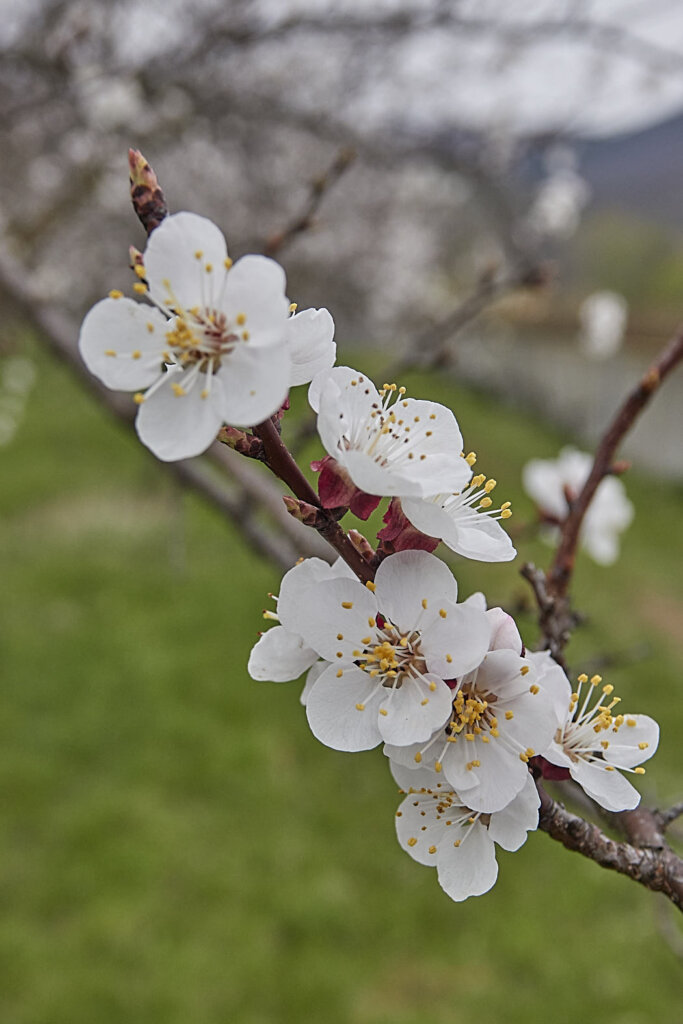 Marillenblüte Wachau