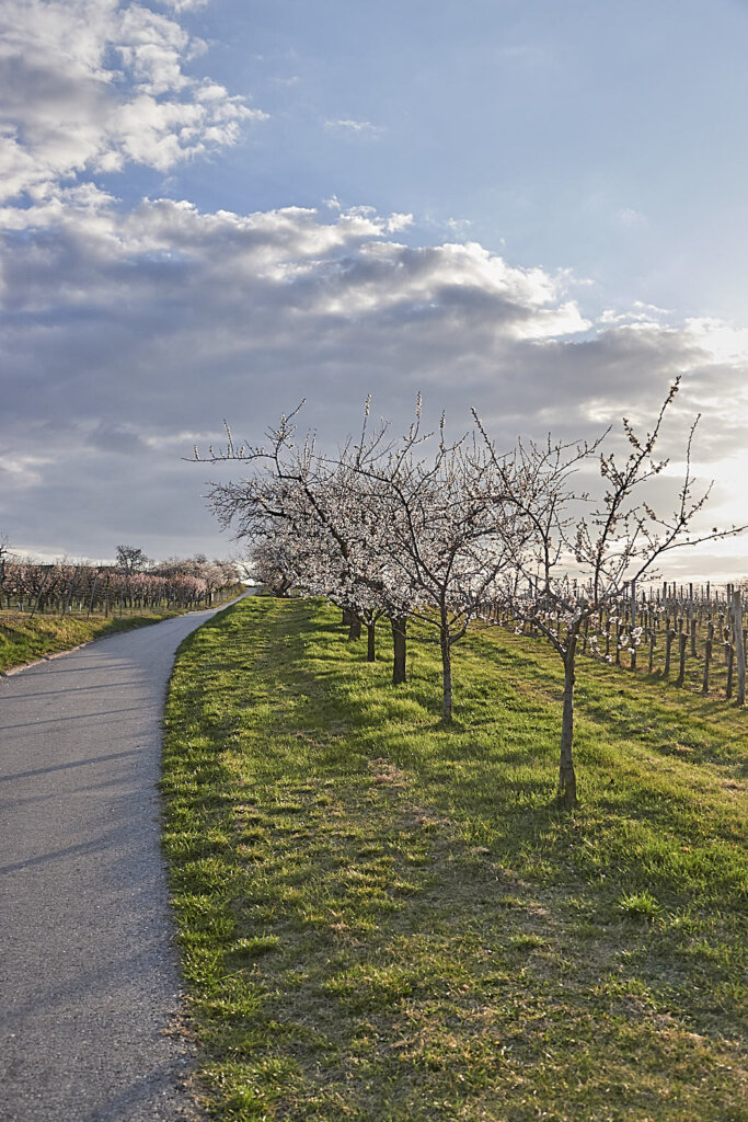 Marillenblüte Wachau auf dem Marillen Erlebnisweg Krems-Angern