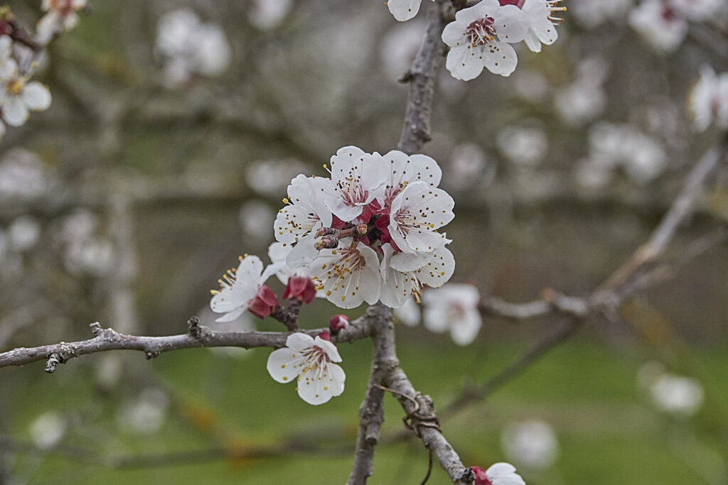 Marillenblüte Wachau