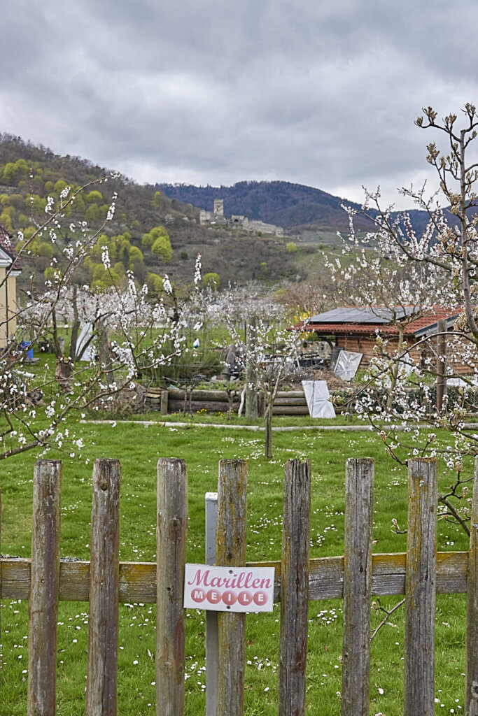 Blick durch die Gärten auf der Marillenmeile in der Wachau