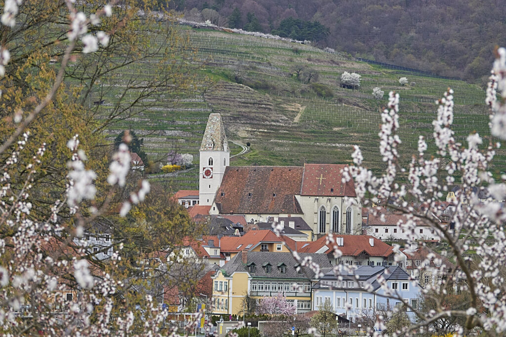 Blick durch die Blüten auf Spitz an der Donau