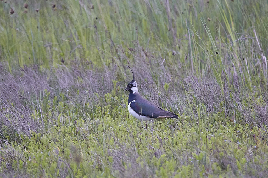 Kiebitz zwischen den Gräsern auf Fanø