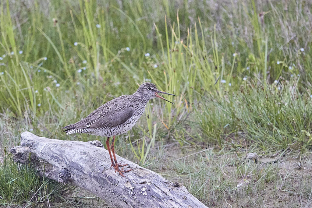 Rotschenkel auf Fanø