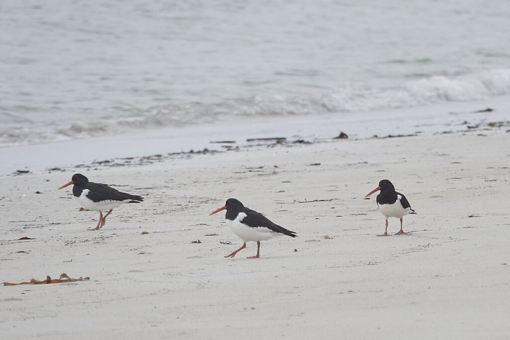 Austernfischer am Strand von Andøya