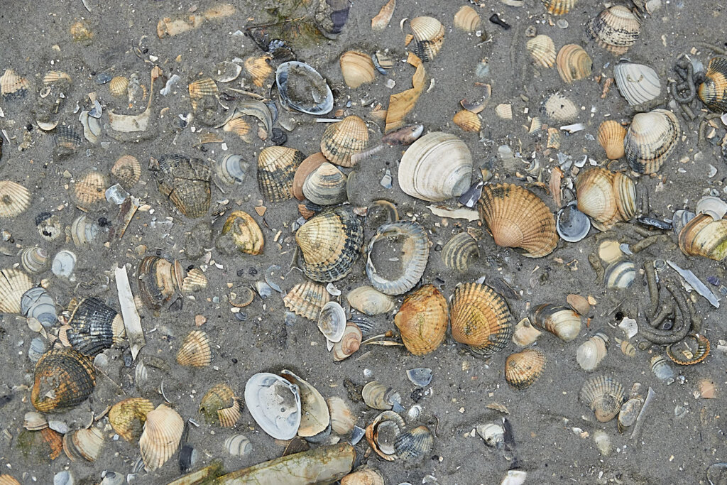 Muscheln Wattenmeer Fanø