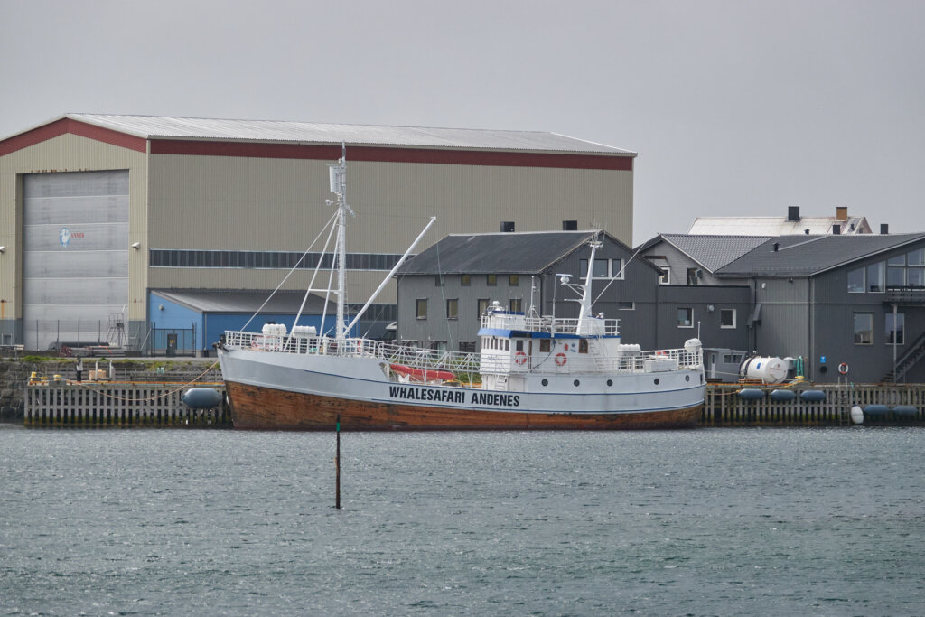 Walsafari Andenes